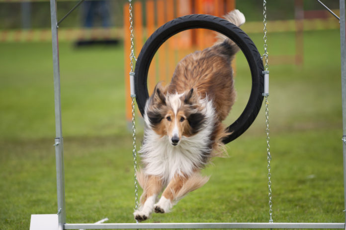 Keeping the Geriatric Dog’s Brain and Body Fit with Exercise