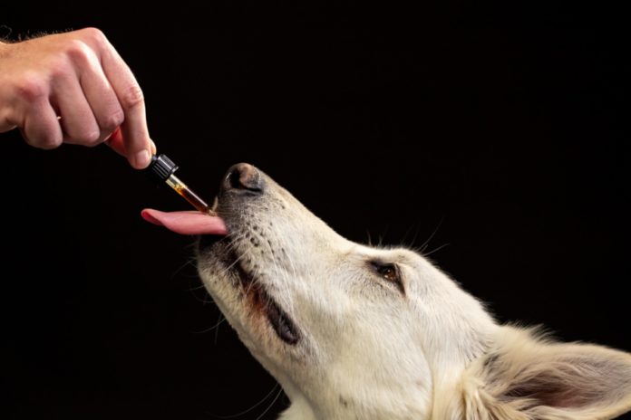 Can CBD help dogs with cancer?