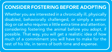 adopting or fostering