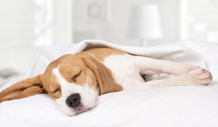 How Do Your Dog’s Hormones Affect Their Health and Behavior?