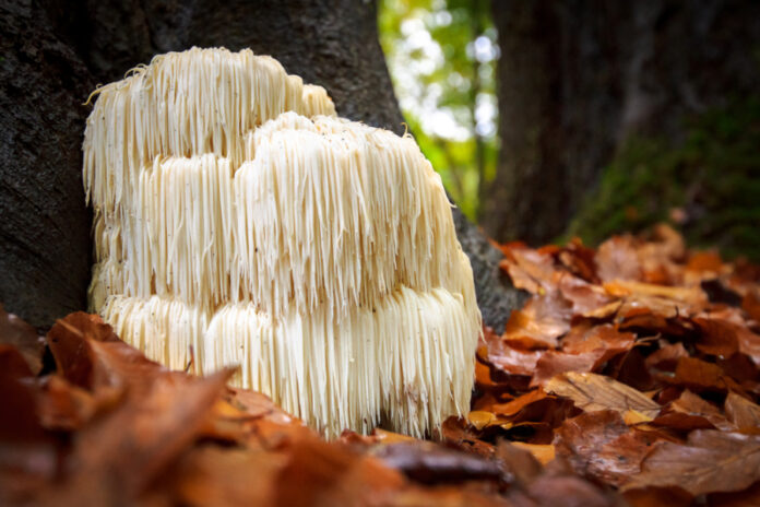 Lion’s Mane mushroom offers healing properties to both people and dogs