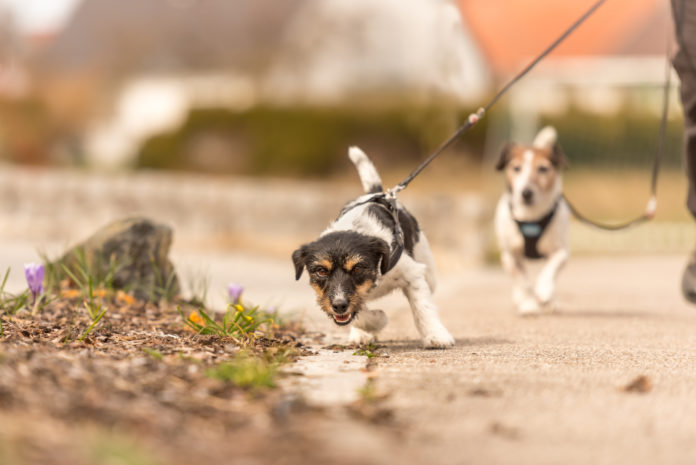 Does your dog lunge and bark on walks?