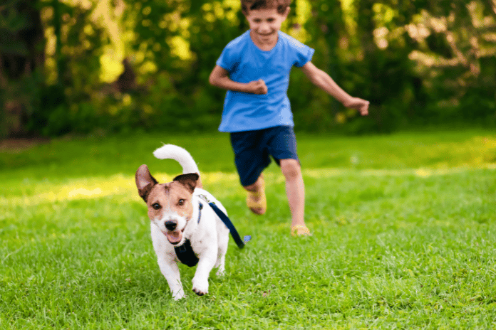 Invest in Your Pet and Yourself with Pet-Friendly Lawn Care