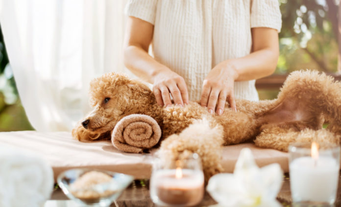 5 Ways Your Pup Can Benefit from Canine Massage Therapy