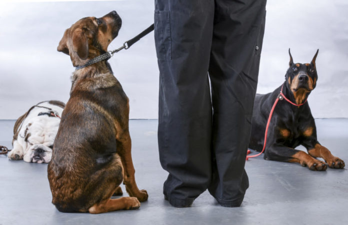 4 reasons to enroll your new puppy in a training class