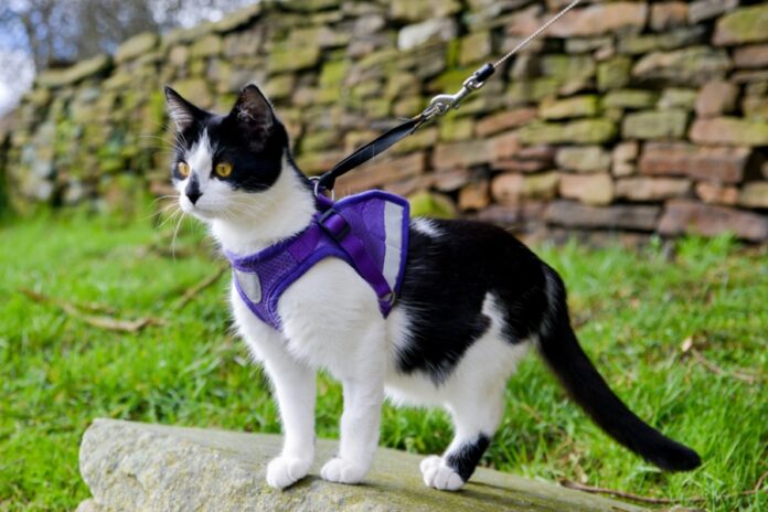 Outdoor Safety for Cats