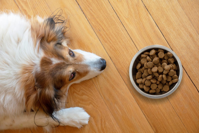 The Easiest Way to Manage a Dog’s Sensitive Tummy!