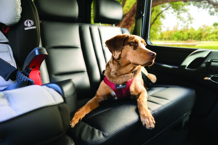 Is your dog a good passenger?