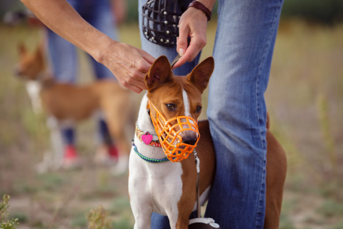 Wearing a Muzzle Should Be Part of Every Dog’s Training!