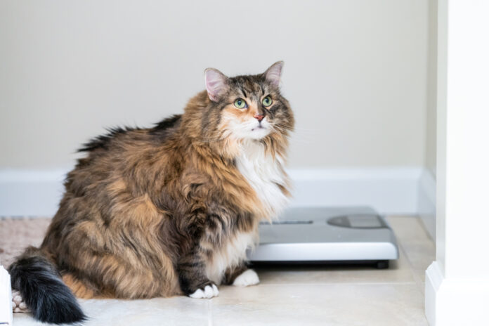 The Best Diet for Preventing Obesity in Cats
