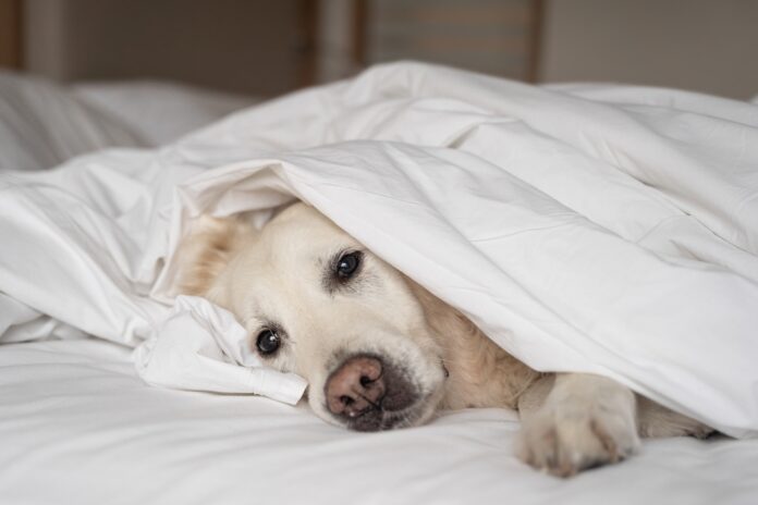 Dog Flu Symptoms and Treatment