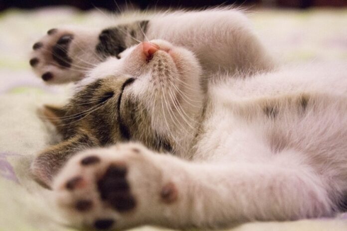 Unlocking Cat Dreams: Exploring the Science of Feline Sleep Behaviors