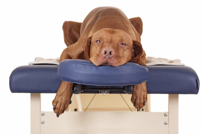 How do you know if your dog needs chiropractic care?